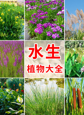 水生植物种子美人蕉千屈菜芦苇籽