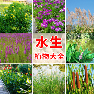 水生植物花卉美人蕉种子黄菖蒲香蒲再力花鸢尾花籽芦苇千屈菜种籽