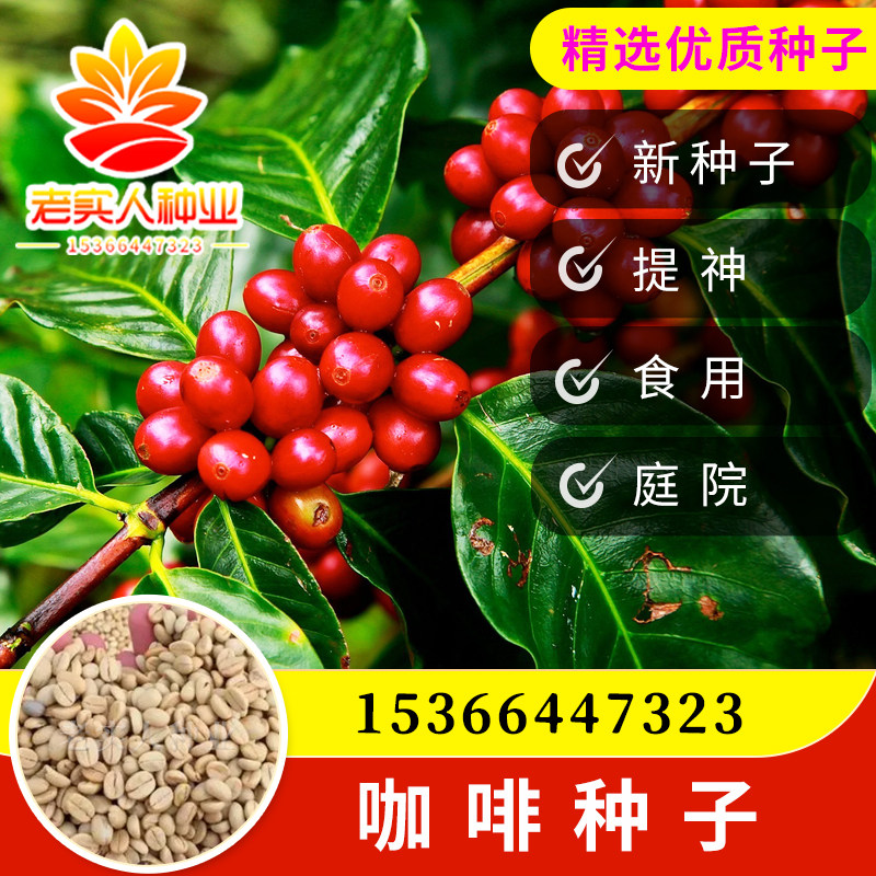 新采蓝山咖啡豆种子咖啡树种子小粒咖啡树苗盆栽植物果树观果种子
