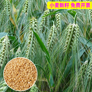 2026年新小麦种子种籽麦子小麦种子小麦草种子食用麦芽糖小麦良种