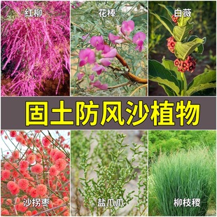 红柳种子怪柳防沙固土沙拐枣盐爪爪花棒白薇白刺梭梭树柳枝稷种子