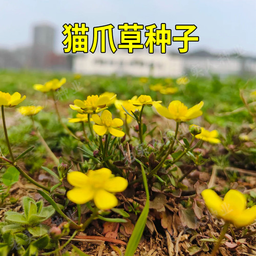 猫爪草种子猫爪七、猫爪金莲、五爪龙中药材夏枯草种抗病四季播种