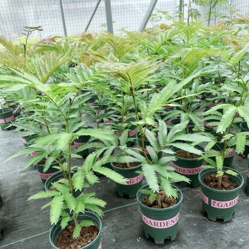 密叶猴耳环室内耐阴好养壮苗