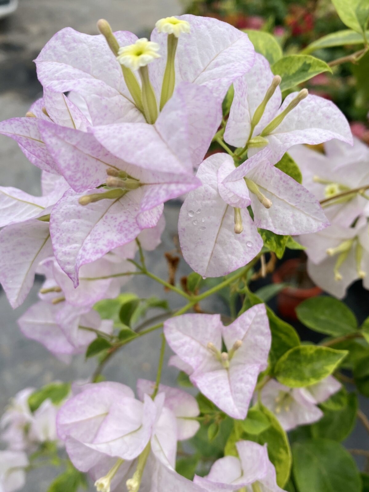 金边丽娜 绿叶丽娜 三角梅仙气飘飘 大飘枝 仙女三角梅