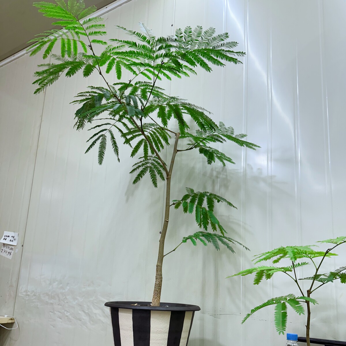 桌面茂盛款 密叶猴耳环 带精美花盆 室内好养氛围感绿植耐阴耐晒