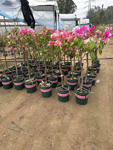 三角梅 彰红樱 棒棒糖 80杆 高度1米左右 原生带花 庭院四季开花