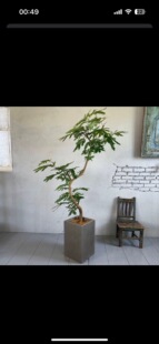 密叶猴耳环 老桩造型一物一拍，游龙造型 可帮选盆换盆