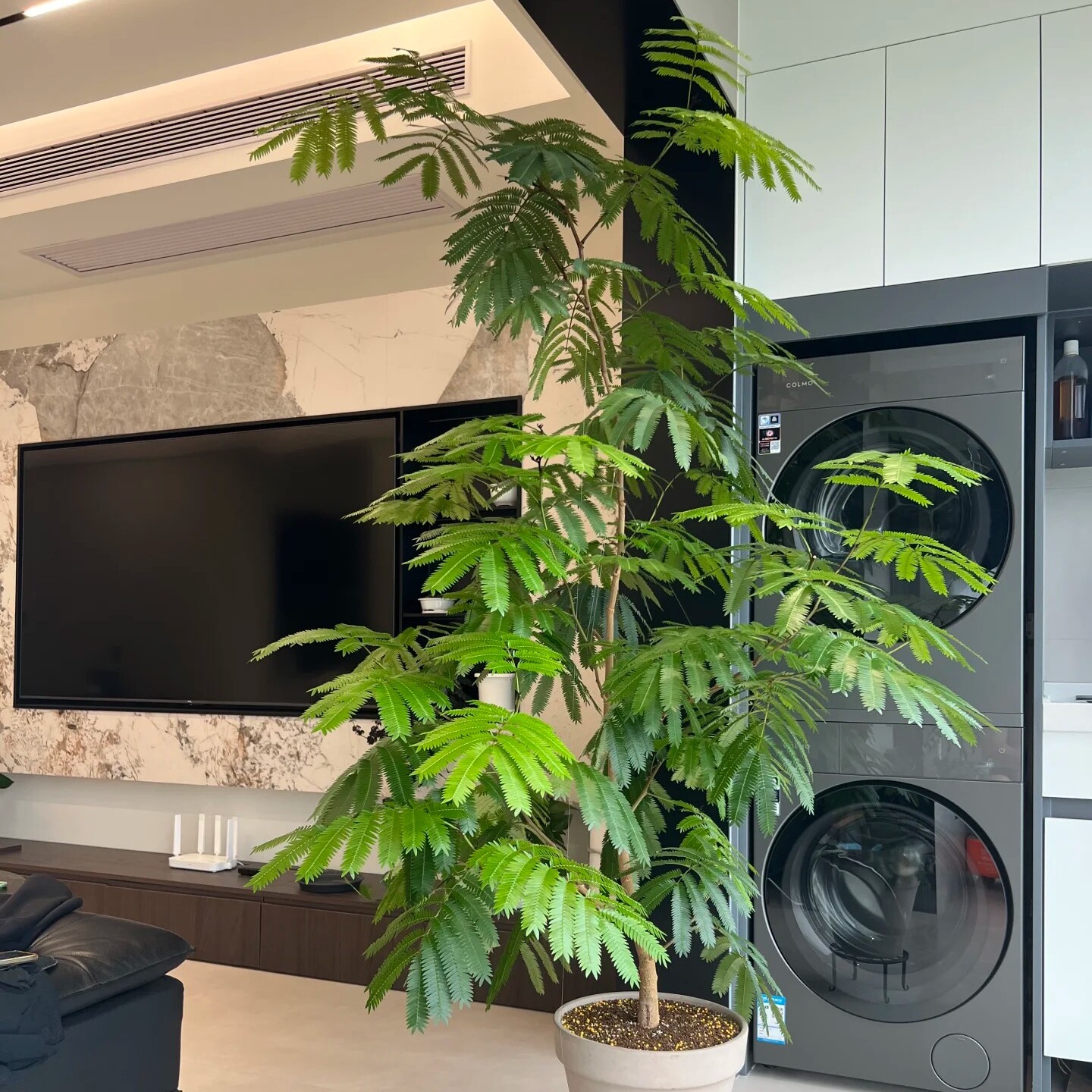 密叶猴耳环室内好养绿植