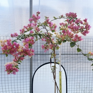 大三角梅高飘红樱绿樱黄马斯日落橙口红黄白不甜卡亚塔四季勤带花