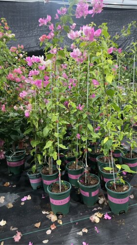 红樱蝶三角梅盆栽开花四季耐寒花卉室内老桩植物阳台庭院 清仓