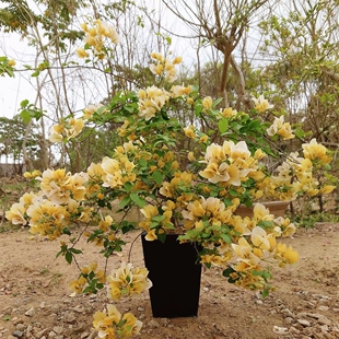 苏瓦娜 三角梅花卉盆栽爬藤大花阳台植物花苗 高飘 带花