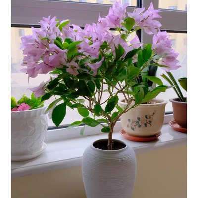 《金夫人》飘枝，垂钓，高飘三角梅花卉绿植 可看苗情