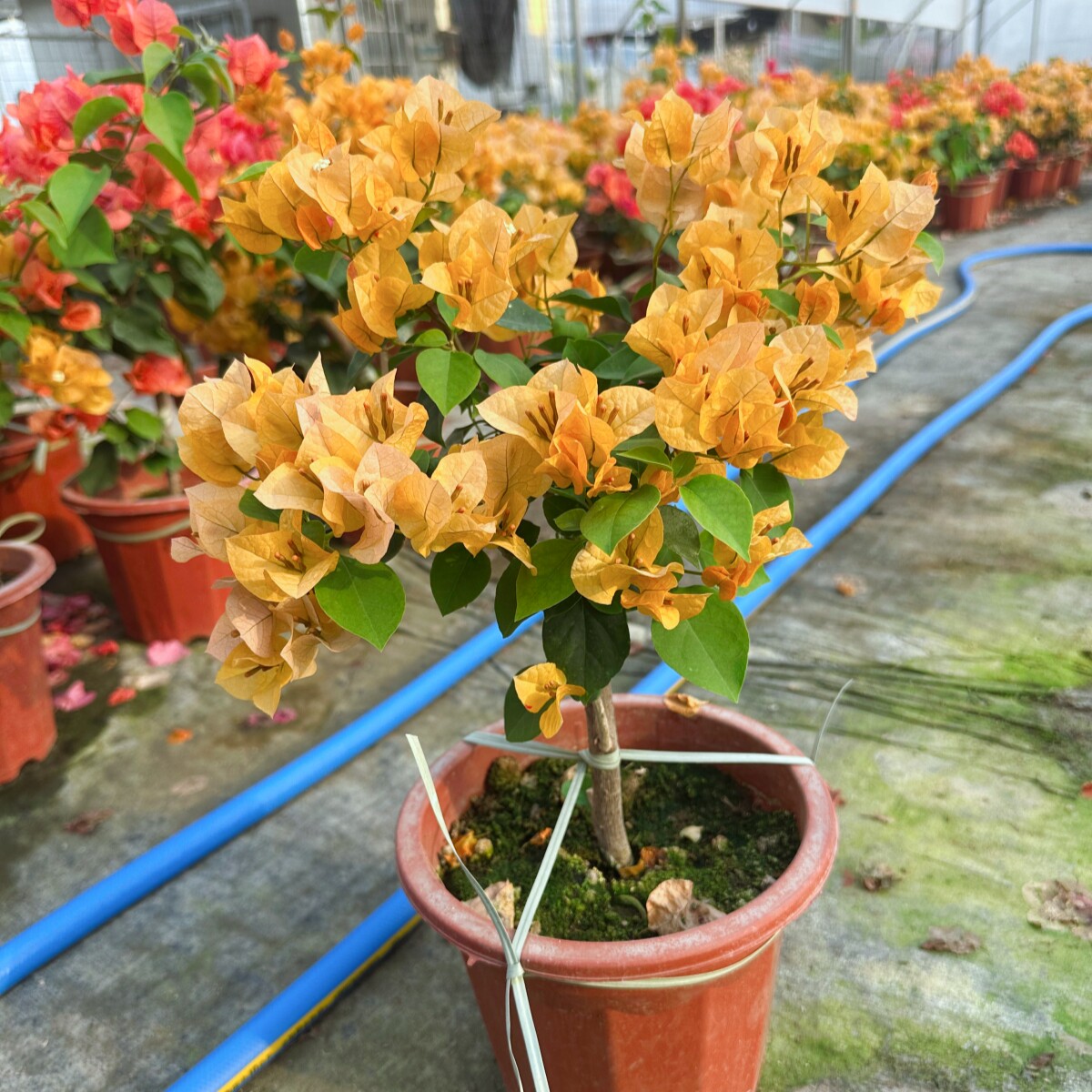 加州黄金三角梅 老桩老苗 四季开花 花色系常规花色 庭院阳台爬墙