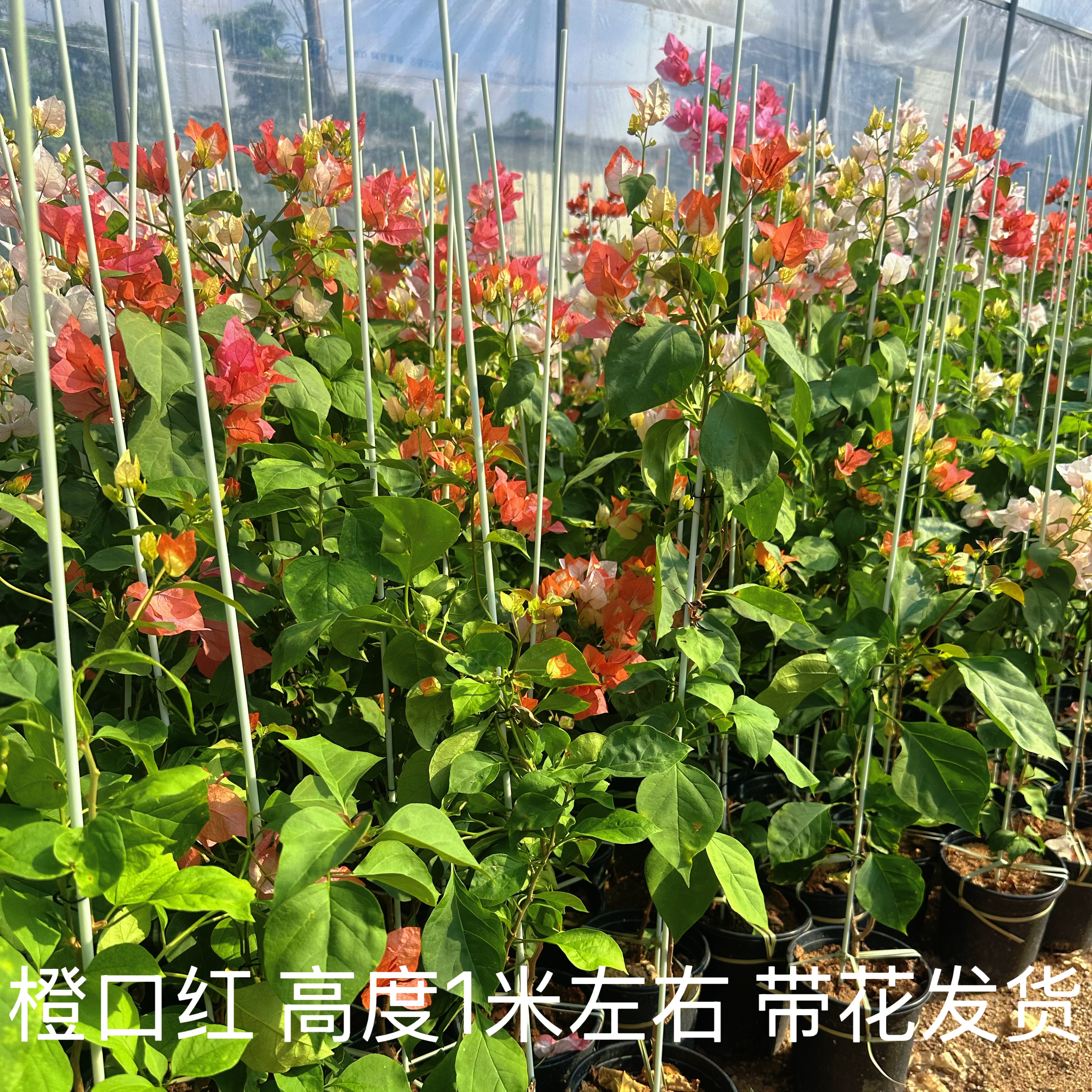 三角梅清仓1米左右橙口红粉红豹