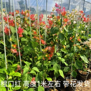 三角梅清仓1米左右 橙口红粉红豹凤凰阿朱娜橙粉公主橙白不甜西瓜