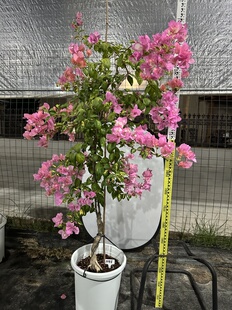 金心橙白 三角梅 提根老桩 带花发货 拍摄于10月14日 打木架发货