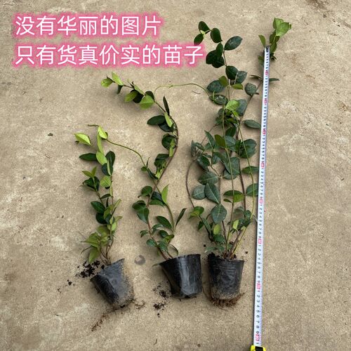 风车茉莉爬藤花园植物浓香