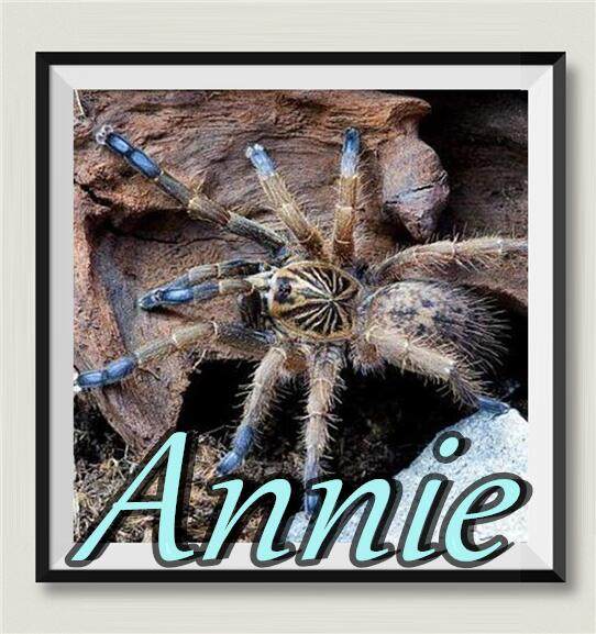 蓝脚巴布南非网红宠物蜘蛛巴布家族成员经典品种有着美丽的蓝靴子