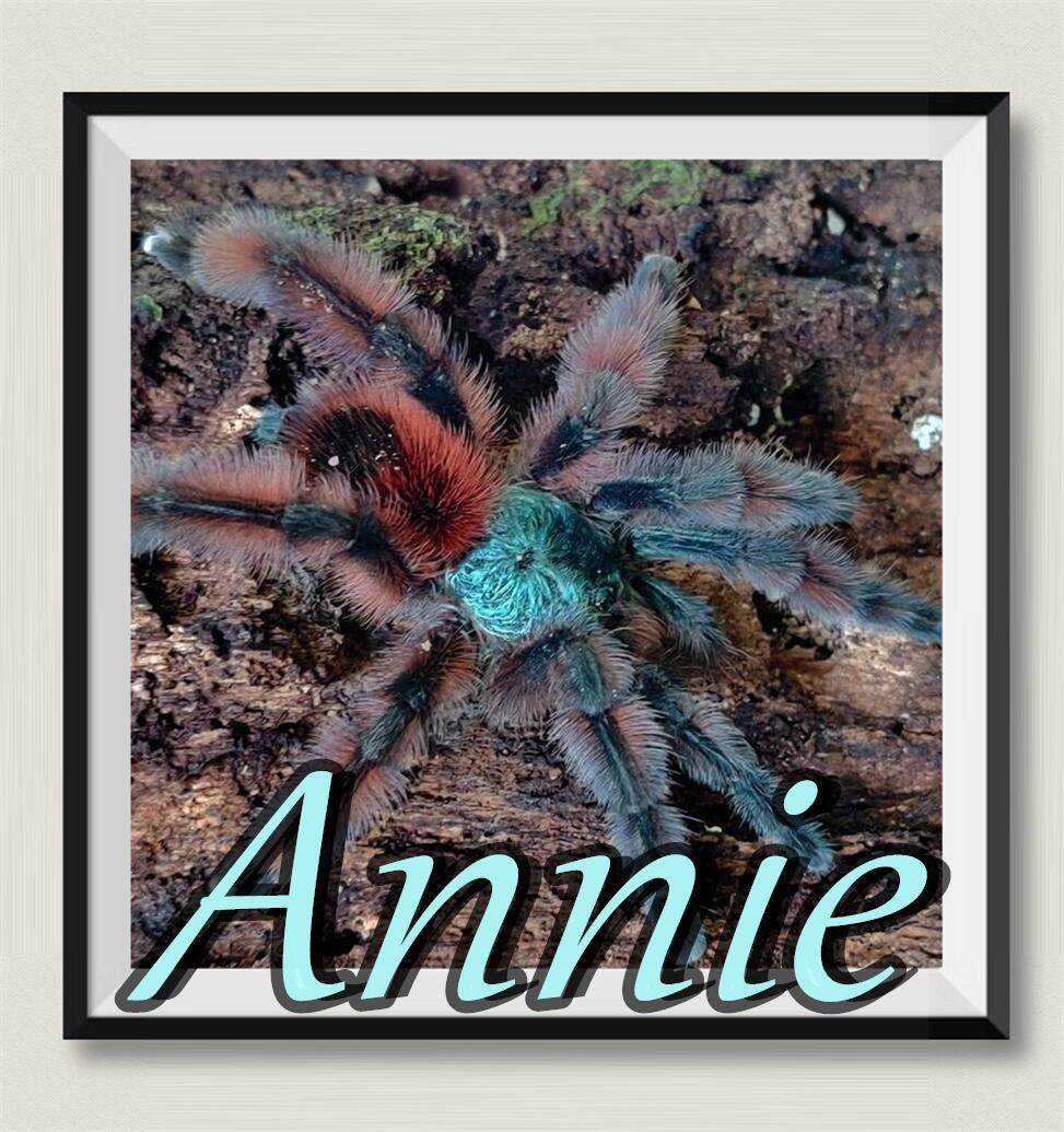 马提尼克油彩粉红趾网红宠物蜘蛛爆款超高人气王原av属树栖型经典