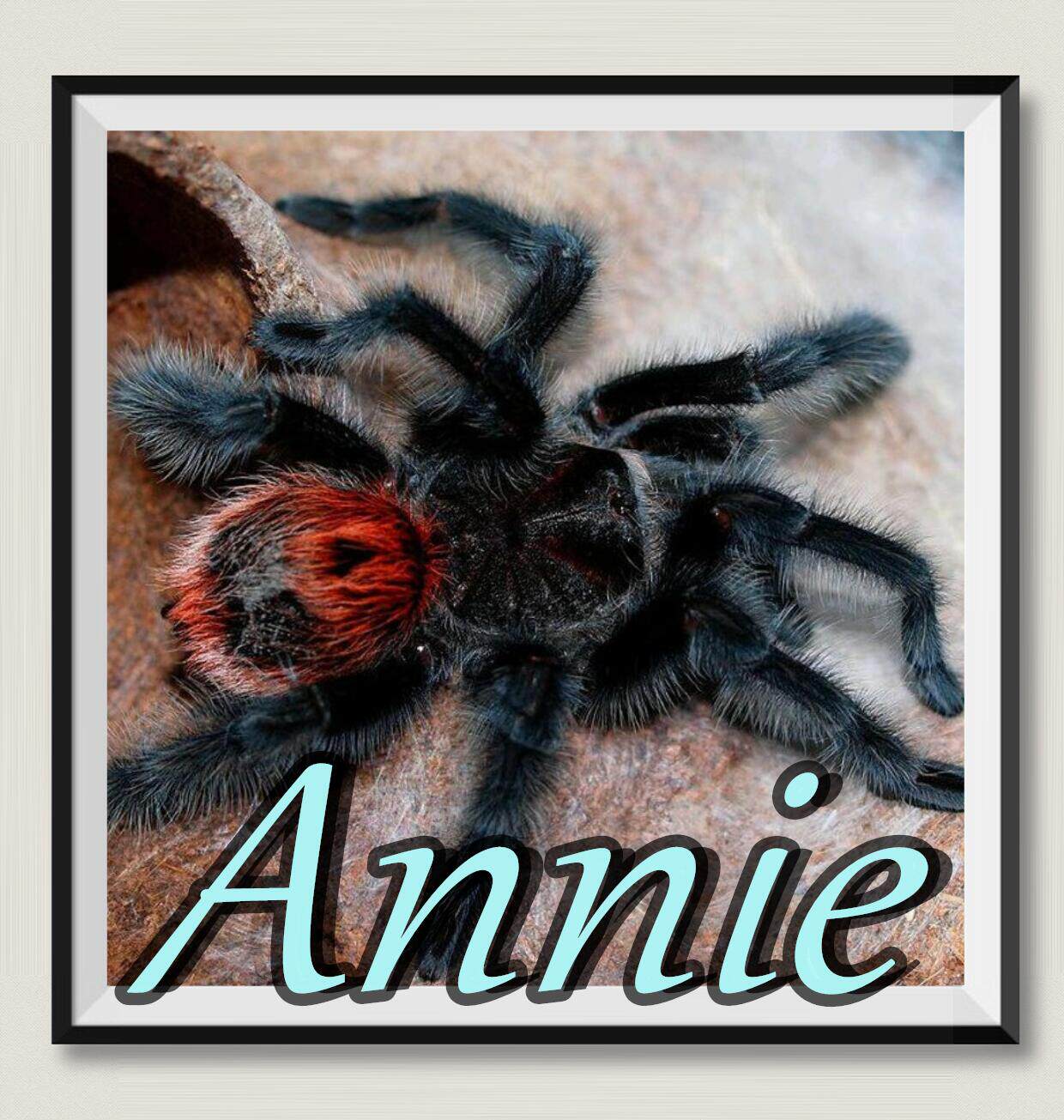 巴西巨人红尾gi网红宠物蜘蛛爆款超高人气色彩美丽的g属之王