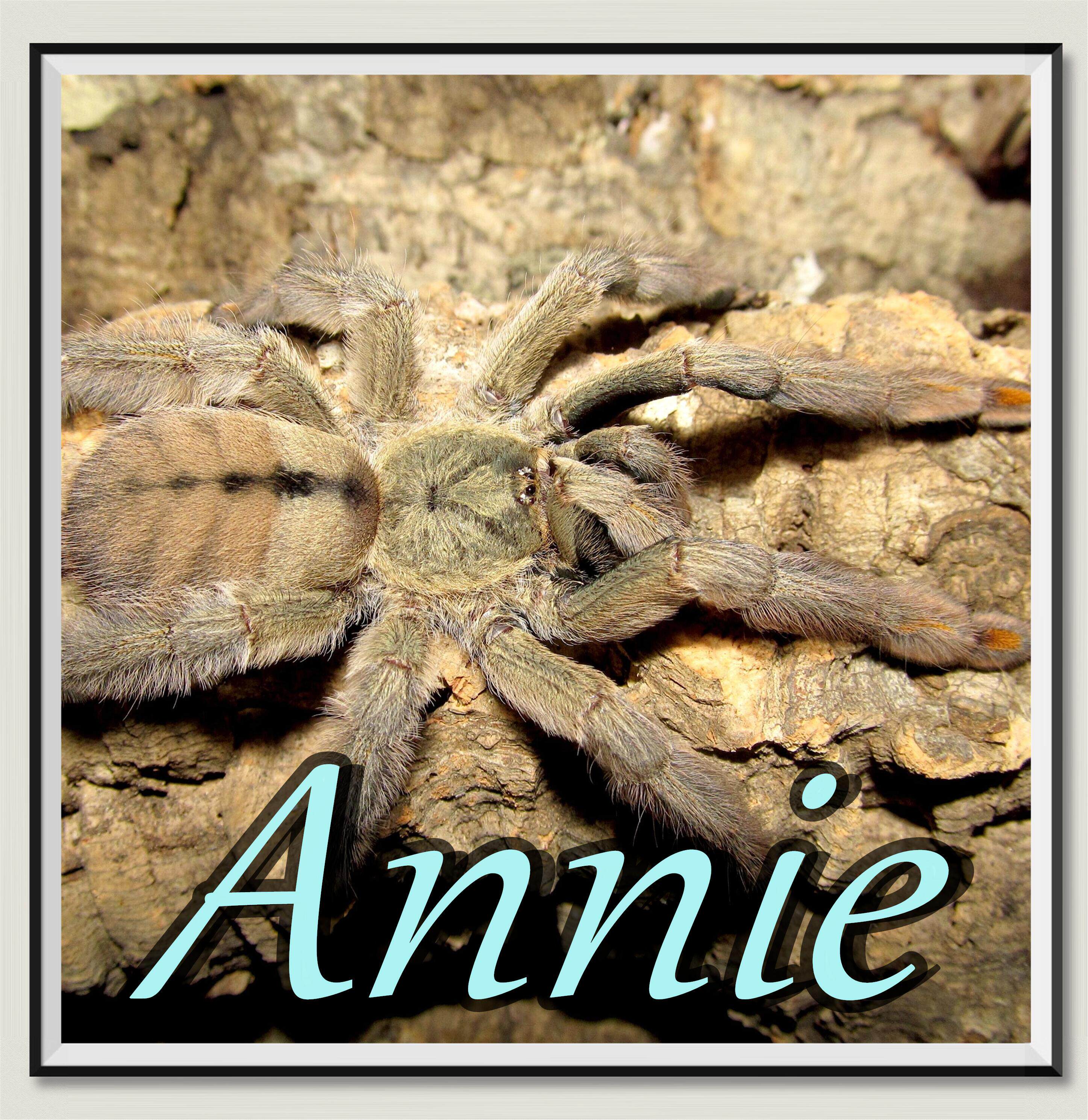 千里达老虎尾网红宠物蜘蛛高人气psa属树栖型经典品种