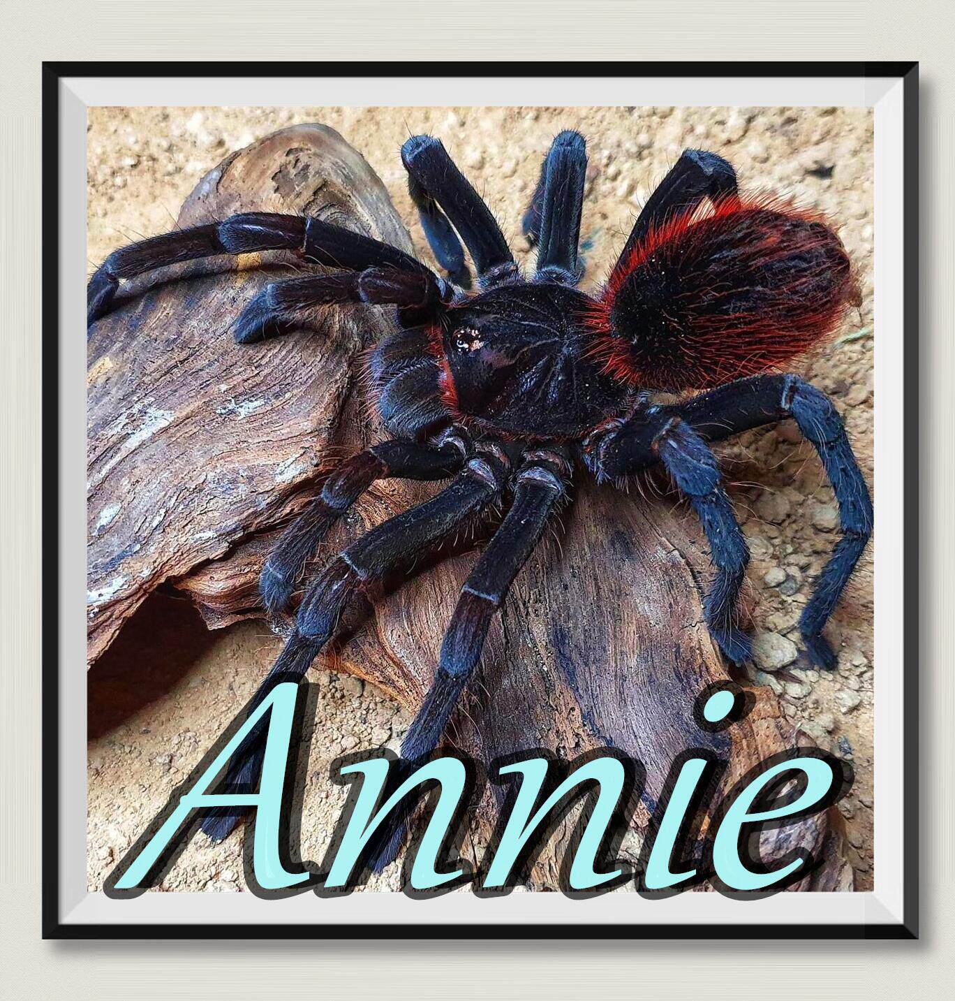 秘鲁火焰钢铁蓝网红宠物蜘蛛高人气pam属已定种稀有品种