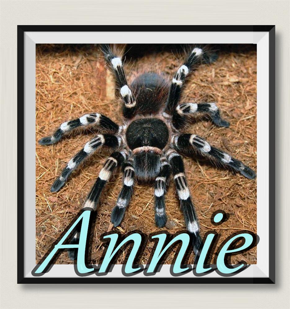 巴西白膝头白7网红宠物蜘蛛爆款超高人气王ac属入门级经典品种