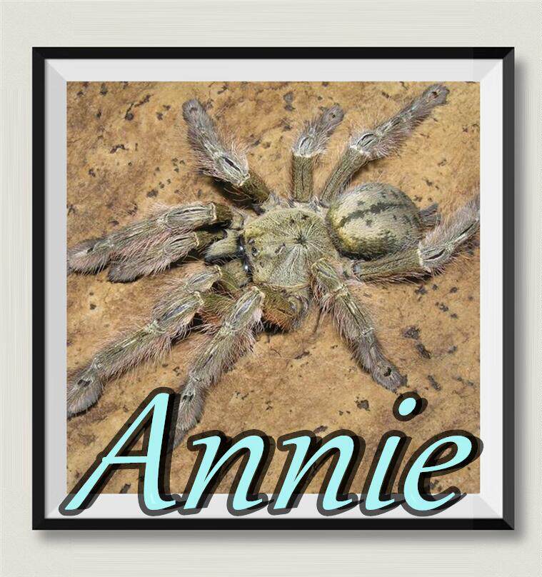 羽毛脚巴布网红宠物蜘蛛非洲三大树栖型巴布之一