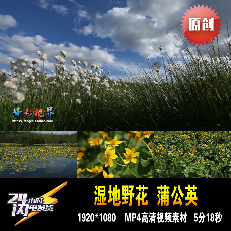 湿地的野花迎春花蒲公英荷花大自然东北 原创高清视频素材