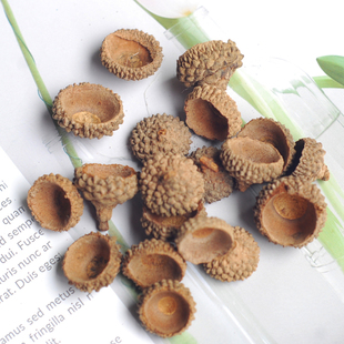 天然果实橡子壳橡果壳工艺品原料手工DIY圣诞装饰材料干果干花拍