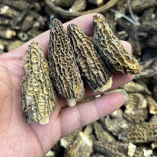 羊肚菌干货头茬肉厚香味足干度炖汤滋补性价比高产地供应链
