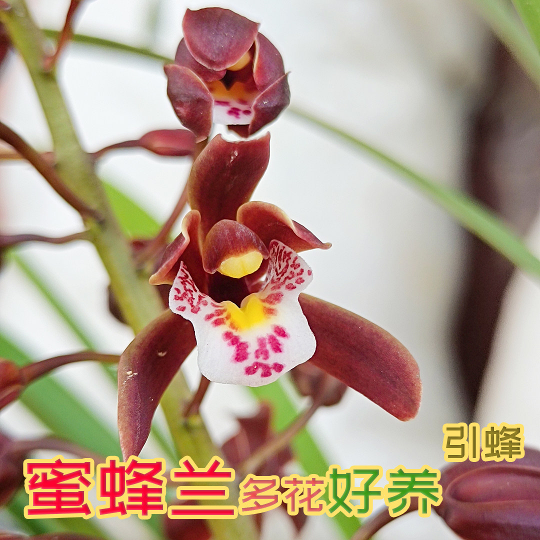 正宗蜜蜂兰兰花苗四季绿植盆栽型好养引蜂兰四季可种多花岩兰懒人