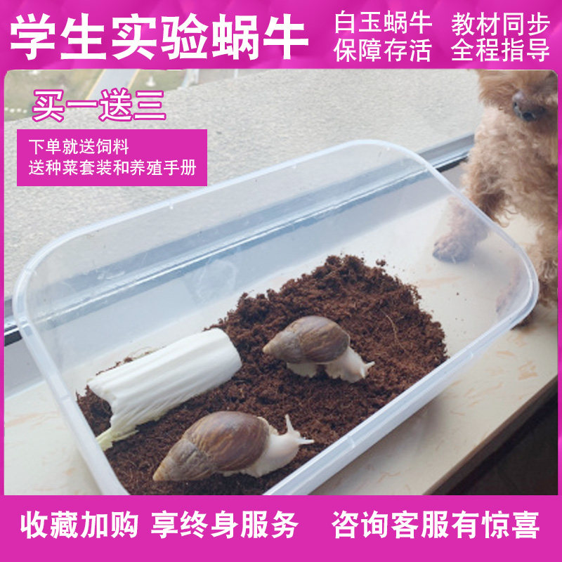 白玉蜗牛宠物活体饲养土饲料学生宿舍家养儿童喂养活物大蜗牛套装