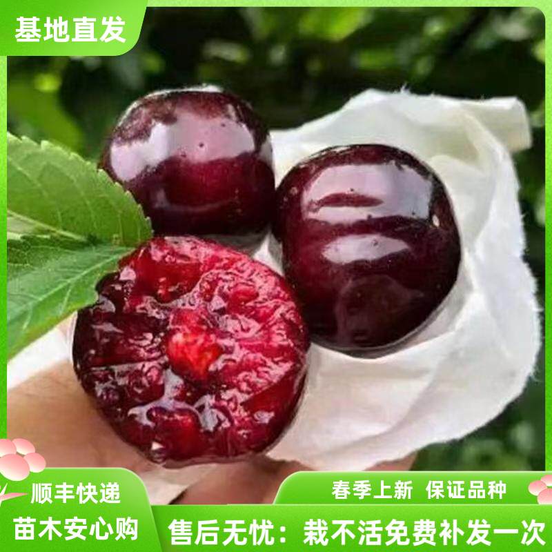耐寒嫁接冰库大樱桃苗