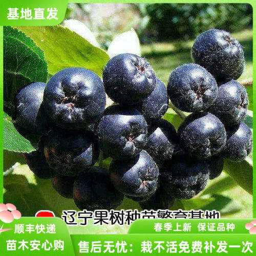 人气裸根不带土辽宁苗木基地秋季春季李子 榛子苹果树苗支付定金