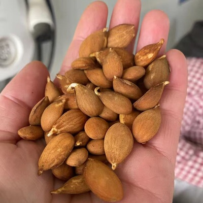 辽宁毛桃种子手工挑选嫁接桃李砧木种子新采毛桃核野毛桃种子桃米