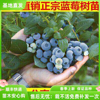 蓝莓苗南北方种植盆栽庭院果树苗蓝莓盆栽