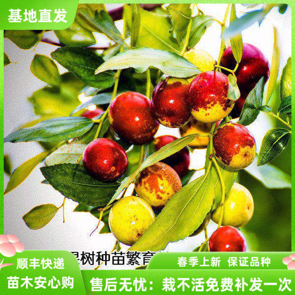 枣树苗 冬枣树苗 东北耐寒大枣苗 雪红枣 嫁接果树苗南方北方种植