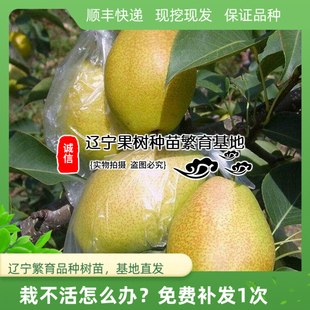 梨树苗新品耐寒嫁接红香酥梨苗 汁多味甜香味浓晚熟 庭院盆栽果树