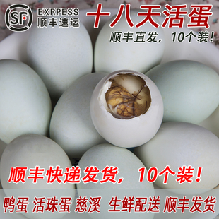 十八天活珠子活蛋18天喜蛋毛蛋胚胎蛋鸭蛋孵化蛋活珠子受精蛋鸭蛋