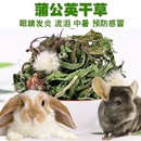 精品烘干蒲公英干草新鲜荷兰猪龙猫粗纤维降火保健防止上火尿钙