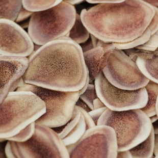 东北长白山 包邮 吉林干片鹿茸角片 500克 泡酒鹿场直销 鹿角片