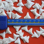 天然保真鲨鱼牙虎鲨牛鲨 非保护动物鱼牙齿礼物装 饰首饰品