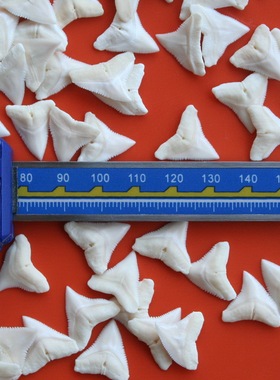 天然保真鲨鱼牙虎鲨牛鲨 非保护动物鱼牙齿礼物装饰首饰品