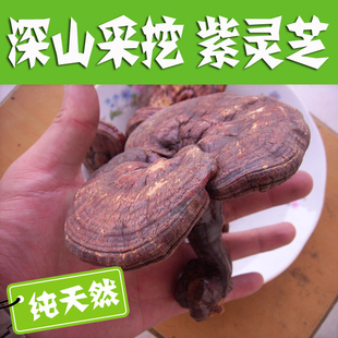 太行山深处采挖 紫灵芝250g