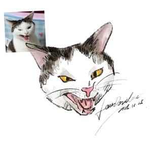 宠物头像画像约稿 沙雕抽象画潦草小猫表情包手绘定制 简笔画狗狗