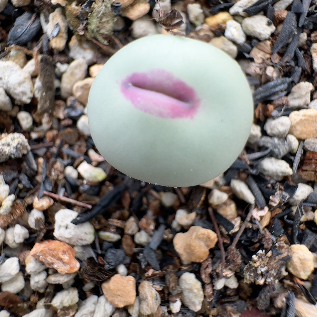 2号1.2公分大红p嘴