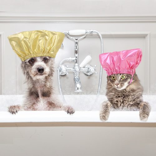 TEMU宠物猫咪沐浴帽防进水耳罩宠物头套猫帽狗狗洗澡帽防水帽