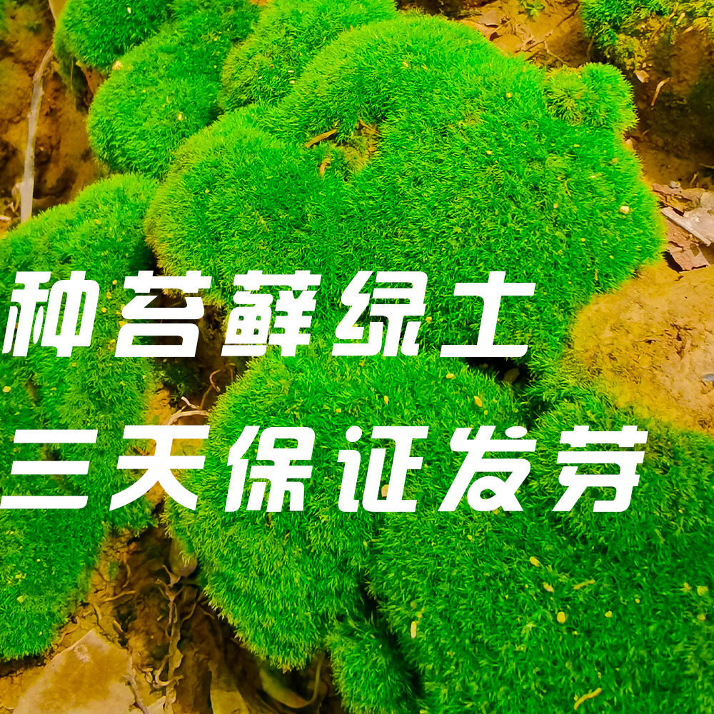 【3天发芽】牛毛藓苔藓种苗绿土苔藓微景观庭院造景绿化种植瓶缸