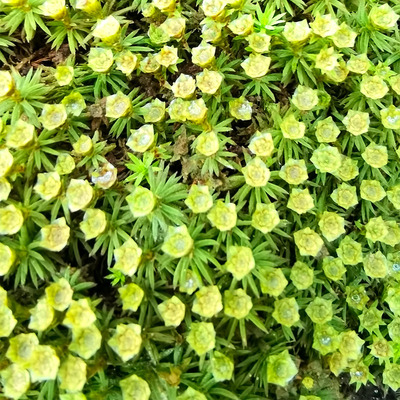 稀有苔藓品种牛毛藓卷柏藓朵朵藓微景观造景庭院绿植